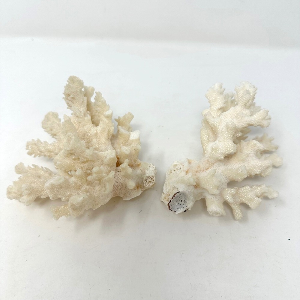 2pc Thifted Branch Coral White 4"x4" & 3.5"x3.5"